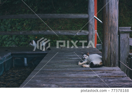 Onoaida Onsen and a sign cat that provide healing to climbers on Yakushima Onoaida Onsen and a sign cat that provide healing to climbers on Yakushima 77378188