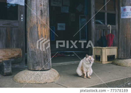 Onoaida Onsen and a sign cat that provide healing to climbers on Yakushima Onoaida Onsen and a sign cat that provide healing to climbers on Yakushima 77378189
