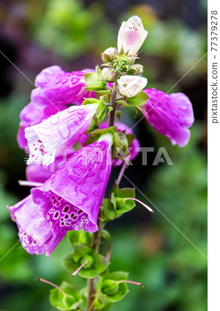 Beautiful bright purple flowers of digitalis close up. 77379278