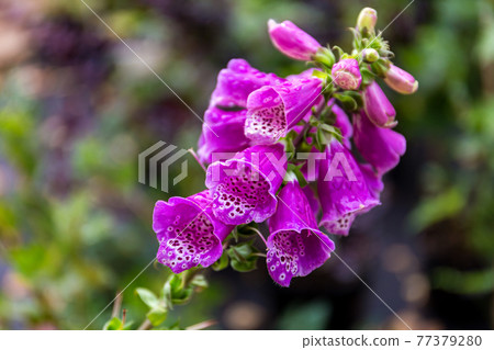 Beautiful bright purple flowers of digitalis close up. Beautiful bright purple flowers of digitalis close up. 77379280