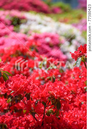 Azalea flower Azalea flower 77380423
