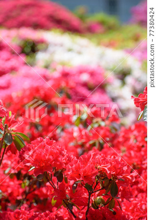 Azalea flower Azalea flower 77380424