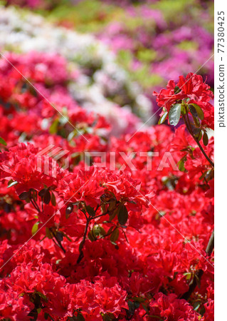Azalea flower Azalea flower 77380425