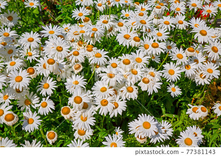 Chrysanthemun leaucanthemum Chrysanthemun leaucanthemum 77381143