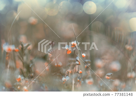 Wildflowers Wildflowers 77381148