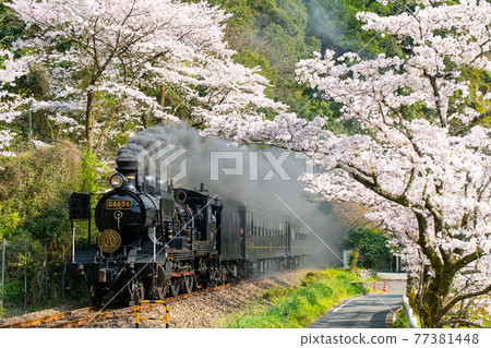 SL Hitoyoshi runs through the cherry blossom tunnel 77381448