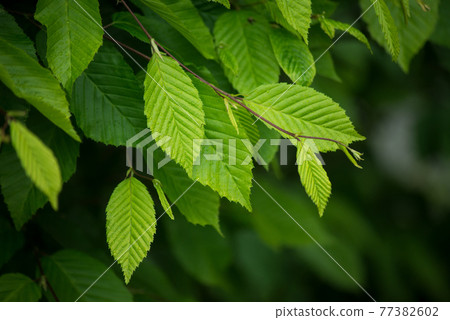 closeup of rain drops on hornbeam leaves in hedge at spring 77382602