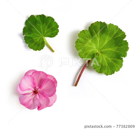 geranium flower and leaves geranium flower and leaves 77382809