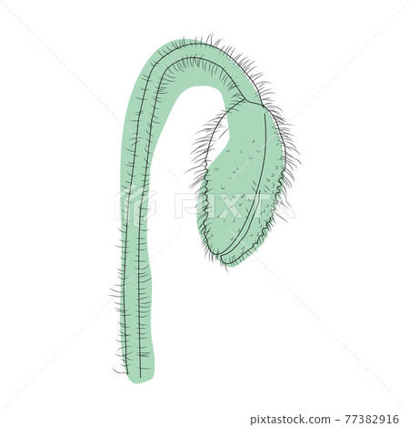 Poppy flower, bud, sketch and imitation watercolor 77382916