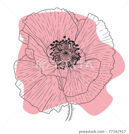 Poppy flower, bud, sketch and imitation watercolor 77382917