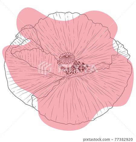 Poppy flower, bud, sketch and imitation watercolor Poppy flower, bud, sketch and imitation watercolor 77382920