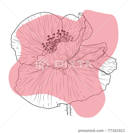 Poppy flower, bud, sketch and imitation watercolor Poppy flower, bud, sketch and imitation watercolor 77382921