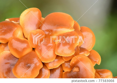 Edible mushrooms Flammulina velutipes known as Enokitake, Golden Needle mushroom or Lily mushroom . 77383008