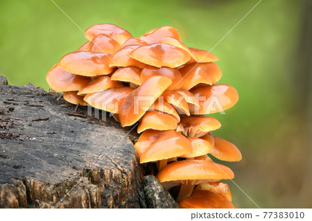 Edible mushrooms Flammulina velutipes known as Enokitake, Golden Needle mushroom or Lily mushroom . Edible mushrooms Flammulina velutipes known as Enokitake, Golden Needle mushroom or Lily mushroom . 77383010