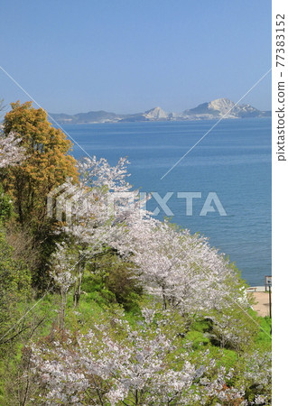 盛開在山間和家島諸島的櫻花 盛開在山間和家島諸島的櫻花 77383152