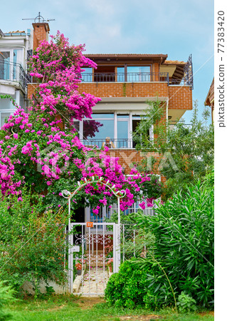 Decoration of a residential building with bright purple flowers 77383420