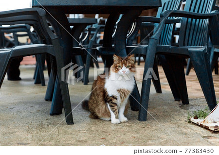 The cat is waiting for food while sitting under a table on a summer terrace in a cafe 77383430