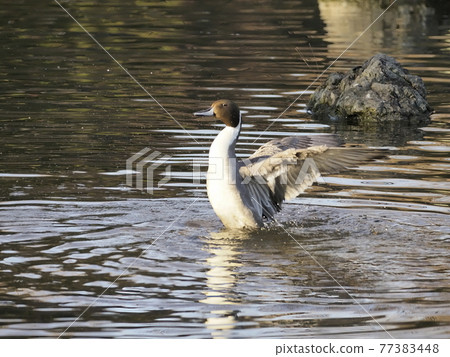 Pintail flapping Pintail flapping 77383448