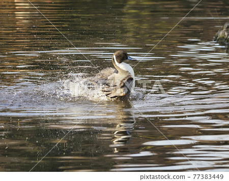 Pintail bathing 77383449