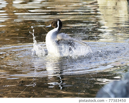 Pintail bathing Pintail bathing 77383450