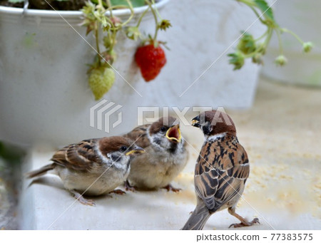 五月來到陽台的麻雀父母和孩子 77383575