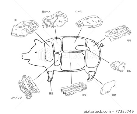 Illustration of cut of pork-hand-drawn line drawing 77383749