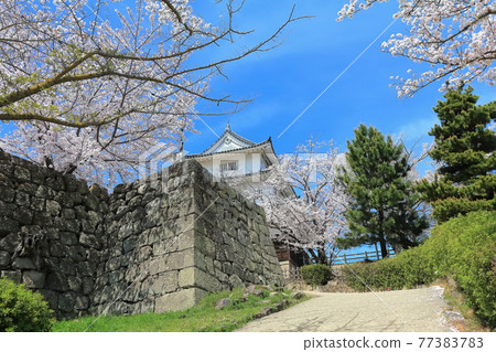 [香川縣] 春天櫻花盛開的丸龜城（現存天守閣12座，石垣名城） 77383783