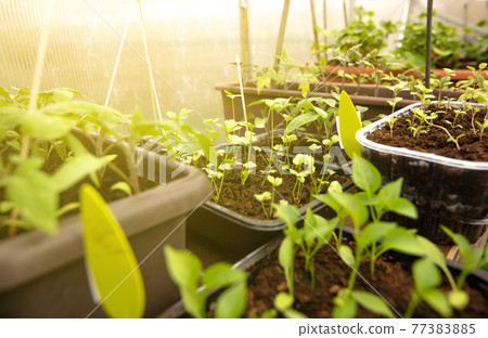 Bio vegetable seedlings in a box at the greenhouse, gardening concept 77383885