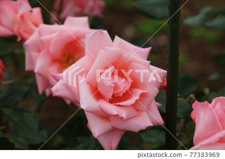 Rose Rose 77383969