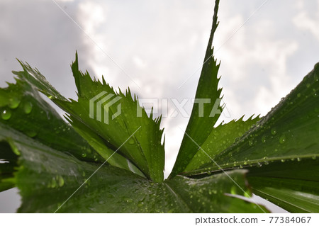 green monstera leaf background, tropical leaf, abstract green leaf texture green monstera leaf background, tropical leaf, abstract green leaf texture 77384067