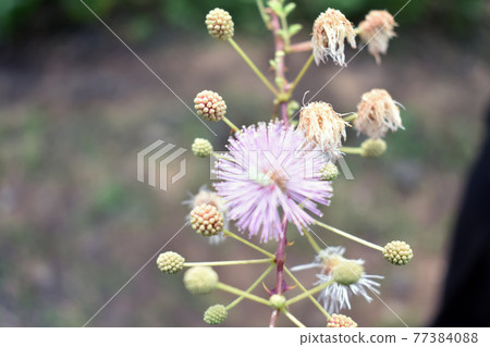 Macro: Flowers of sensitive plant, the Nuttall's sensitive-brier, sleepy plant or the touch-me-not tree (Mimosa) on blur background. 77384088