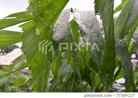 Tropical Green leaves foliage plant for texture background. The Monstera leaf of the plant grow on the river in the rainforest. nature of the leave surface is under the shade. Tropical Green leaves foliage plant for texture background. The Monstera leaf of the plant grow on the river in the rainforest. nature of the leave surface is under the shade. 77384127
