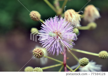 pink shameplant mimosa pudisa in the garden 77384128