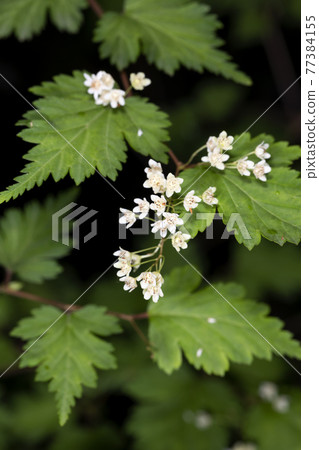 Kogomeutsugi 77384155