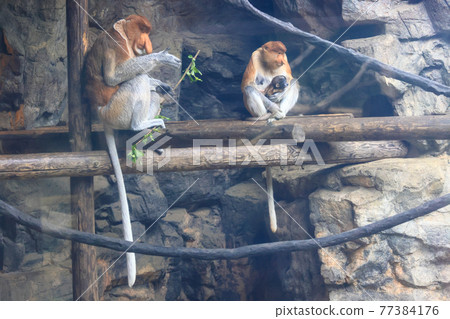 Proboscis monkey mother and baby turning away from the approaching father Proboscis monkey mother and baby turning away from the approaching father 77384176