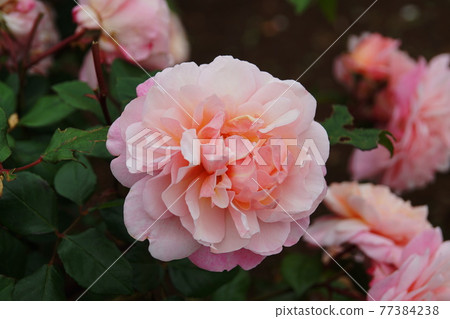 Rose Rose Irene Watts 77384238