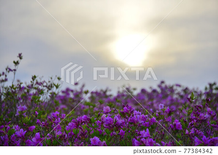 Azimuthal杜鵑花 Azimuthal杜鵑花 77384342