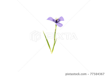 Chilly Ayame 77384367