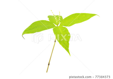 Phthalis sika 77384373