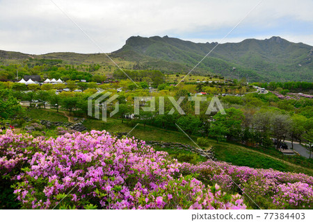 Hwangmae Mountain Hwangmae Mountain 77384403