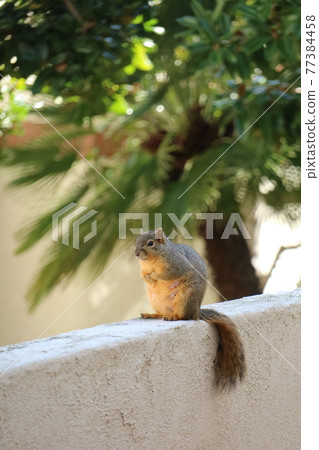 Wild squirrel in the garden Wild squirrel in the garden 77384458