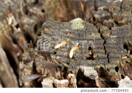 Termites Termites 77384491