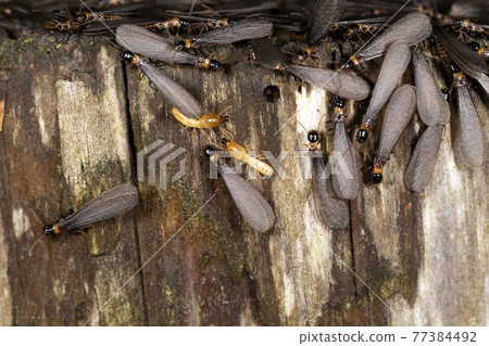 Termites Termites 77384492
