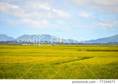 Rapeseed flower scenery 77384675