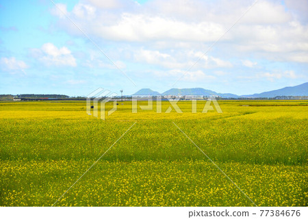 油菜花風景 油菜花風景 77384676
