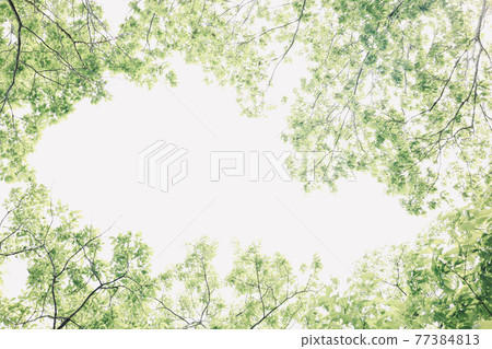 Fresh green frame Fresh green frame 77384813