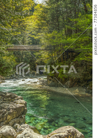 Clear stream and fresh green of Atera Valley (Okuwa Village, Nagano Prefecture) Clear stream and fresh green of Atera Valley (Okuwa Village, Nagano Prefecture) 77384856