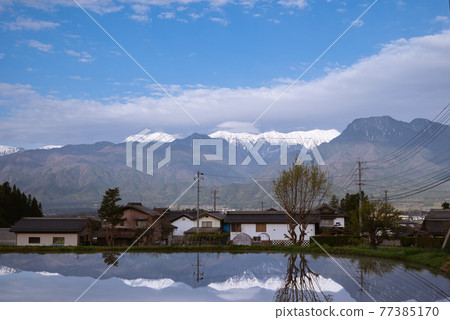 Azumino in the morning scenery [Paddy fields and the Northern Alps] 77385170