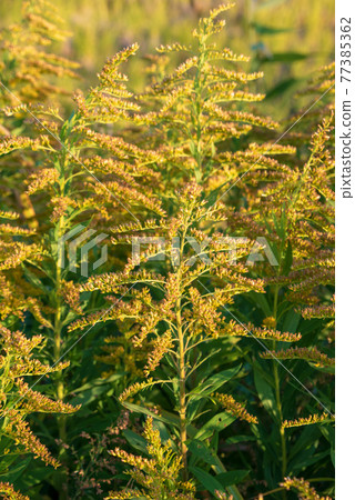 Late autumn, early winter, Solidago altissima 77385362