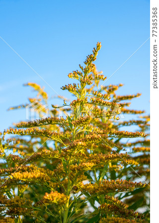 Late autumn, early winter, Solidago altissima 77385368